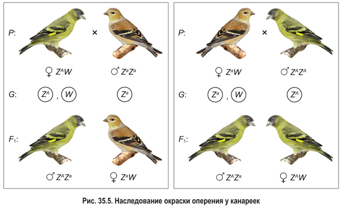 Признаки, контролируемые полом